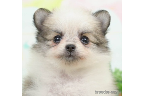 成約済の千葉県のポメチワ:ポメラニアン×チワワ-226443の1枚目